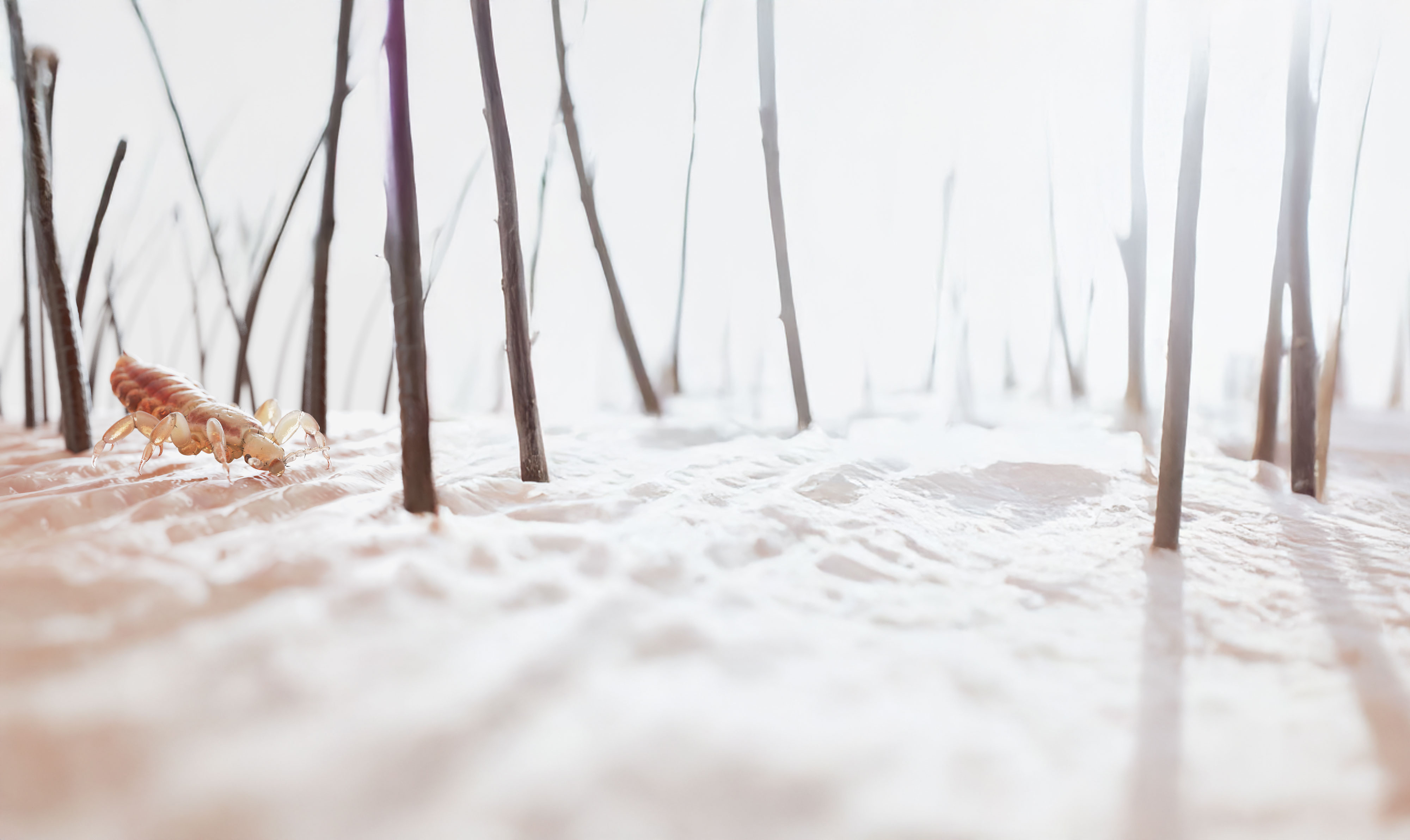 3d rendered illustration of a head louse