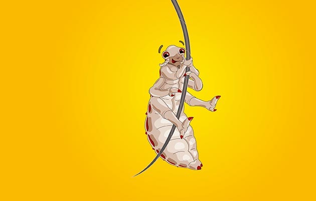 Therapieversagen bei Kopfläusen Eine Kopflaus welche an einem Haar hängt ist vor einem gelben Hintergrund zu sehen.