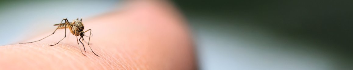 nasty insect mosquito sitting on her hand and drinks the blood of the pierced skin